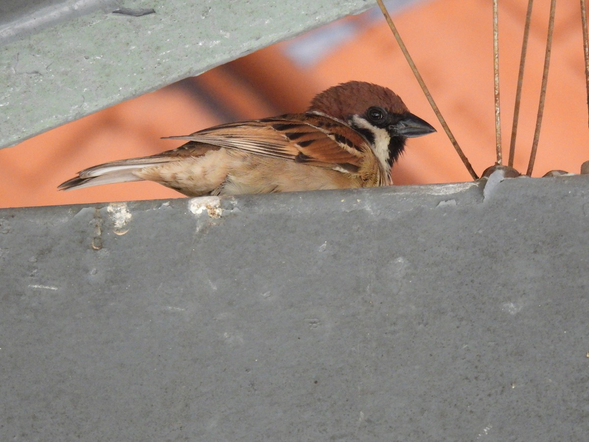 Горобець польовий - ML645927509