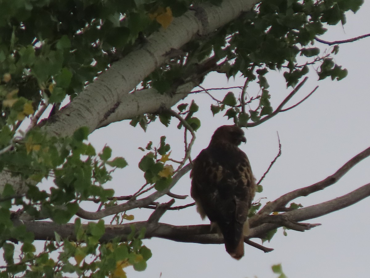 Канюк неоарктичний - ML645927510