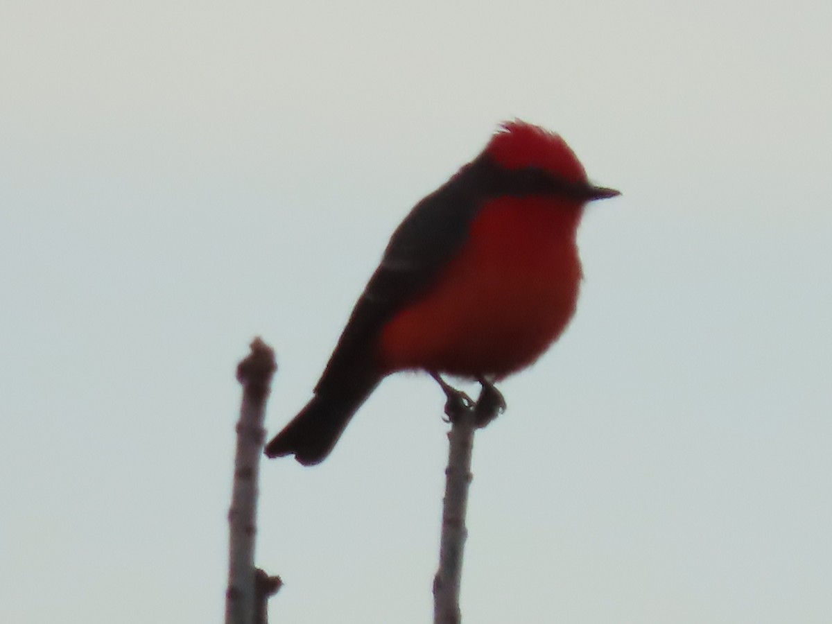 Москверо вогнистий - ML645927511