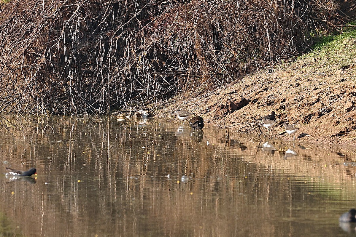 Кулик-довгоніг чорнокрилий - ML645927512