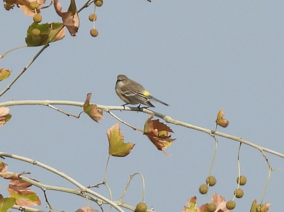 Пісняр-лісовик жовтогузий - ML645927515