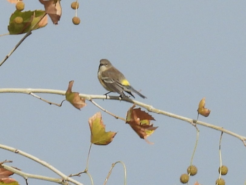 Пісняр-лісовик жовтогузий - ML645927516
