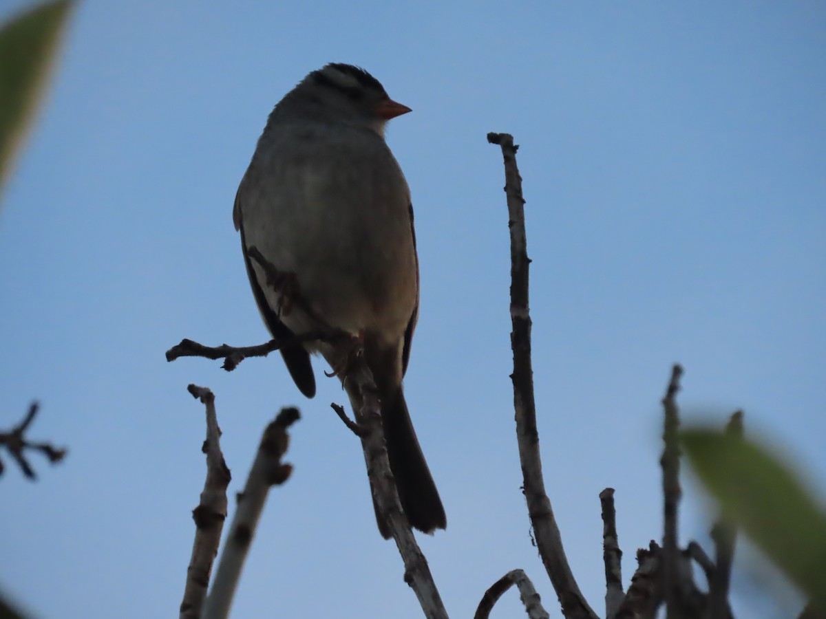 Бруант білобровий - ML645927519