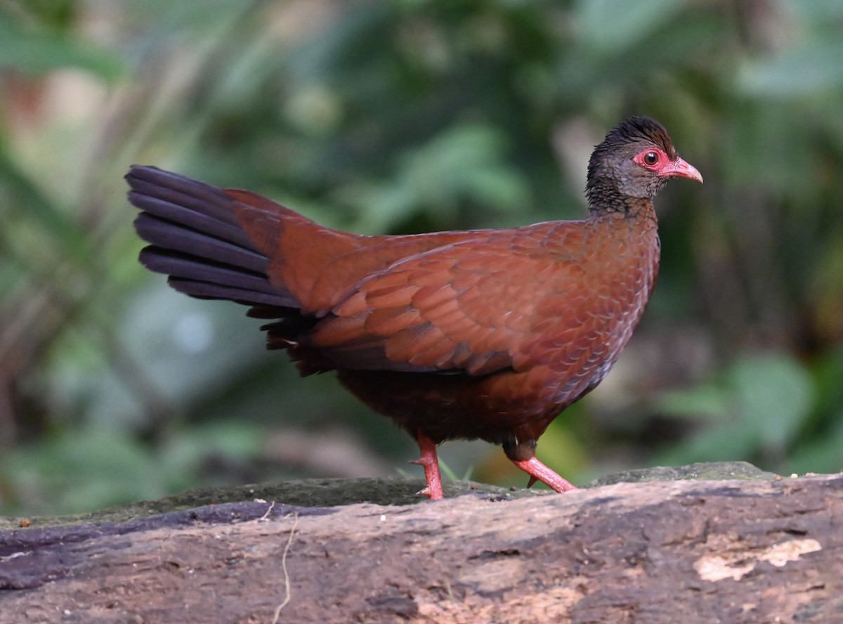 Куріпка-шпороніг індійська - ML645927521