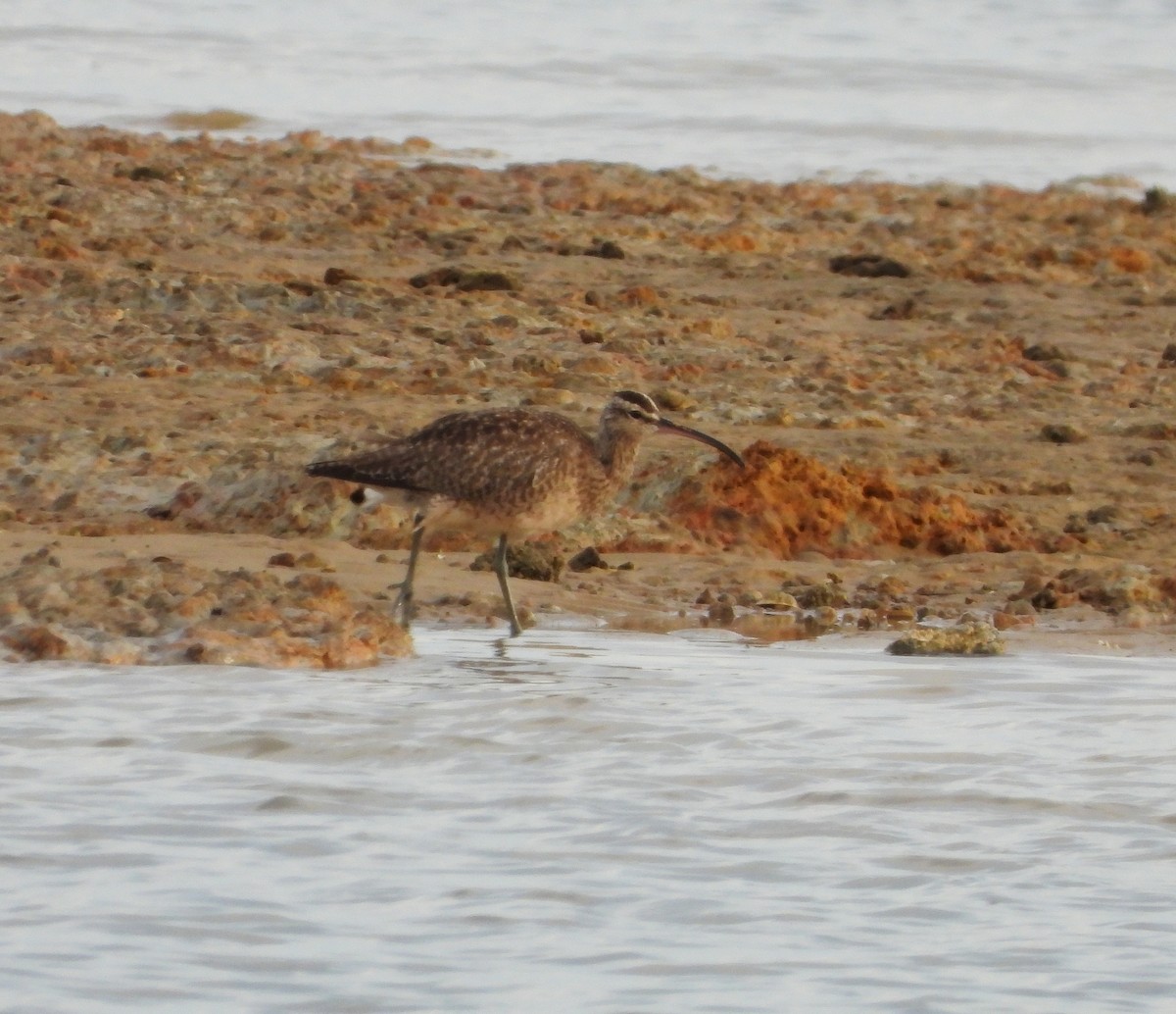 Hudsonian Whimbrel - ML645927522