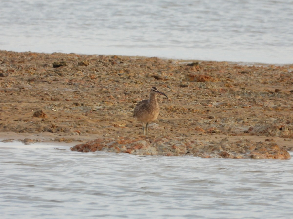Hudsonian Whimbrel - ML645927523