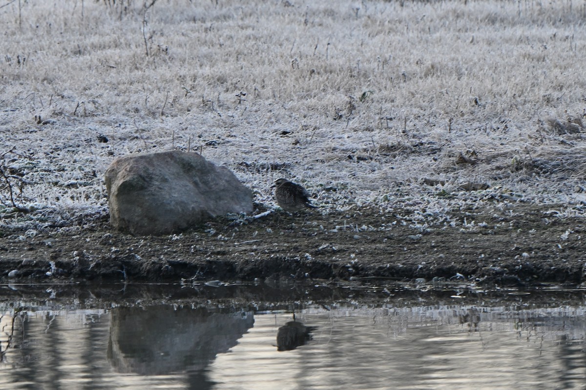 Сивка американська - ML645927524