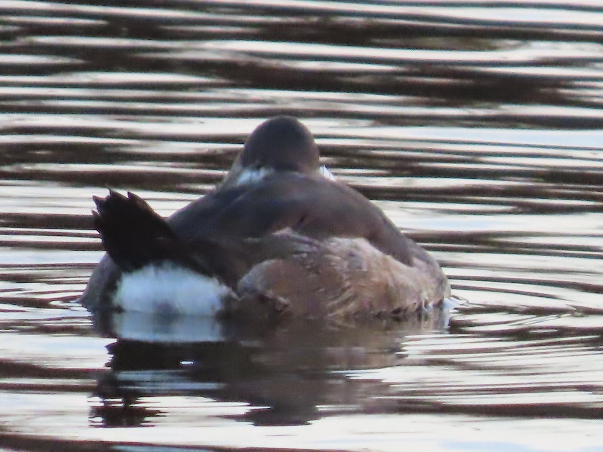 Савка американська - ML645927525