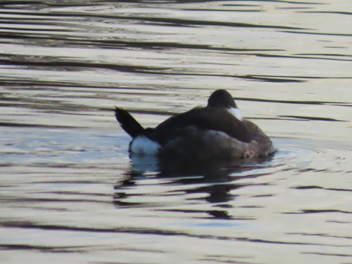 Савка американська - ML645927526