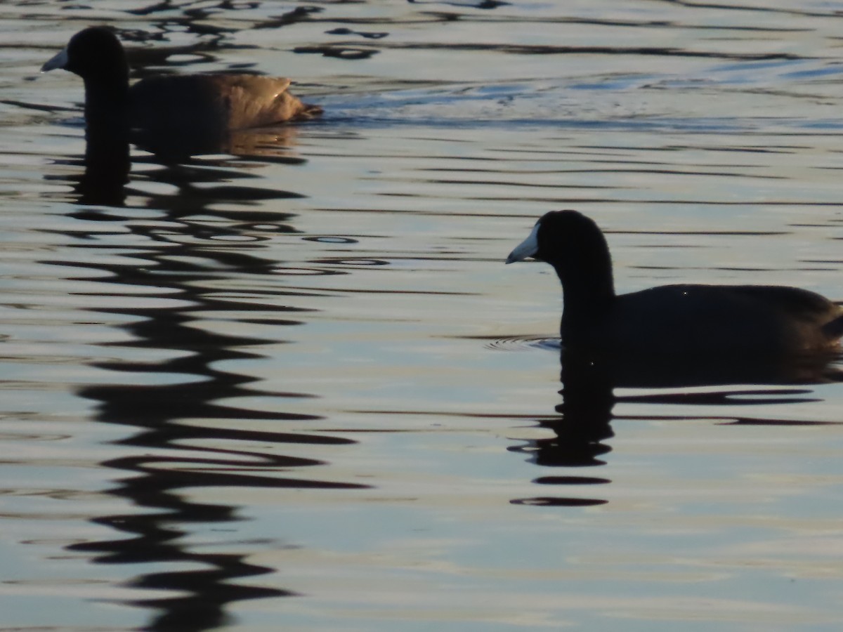 Лиска американська - ML645927527