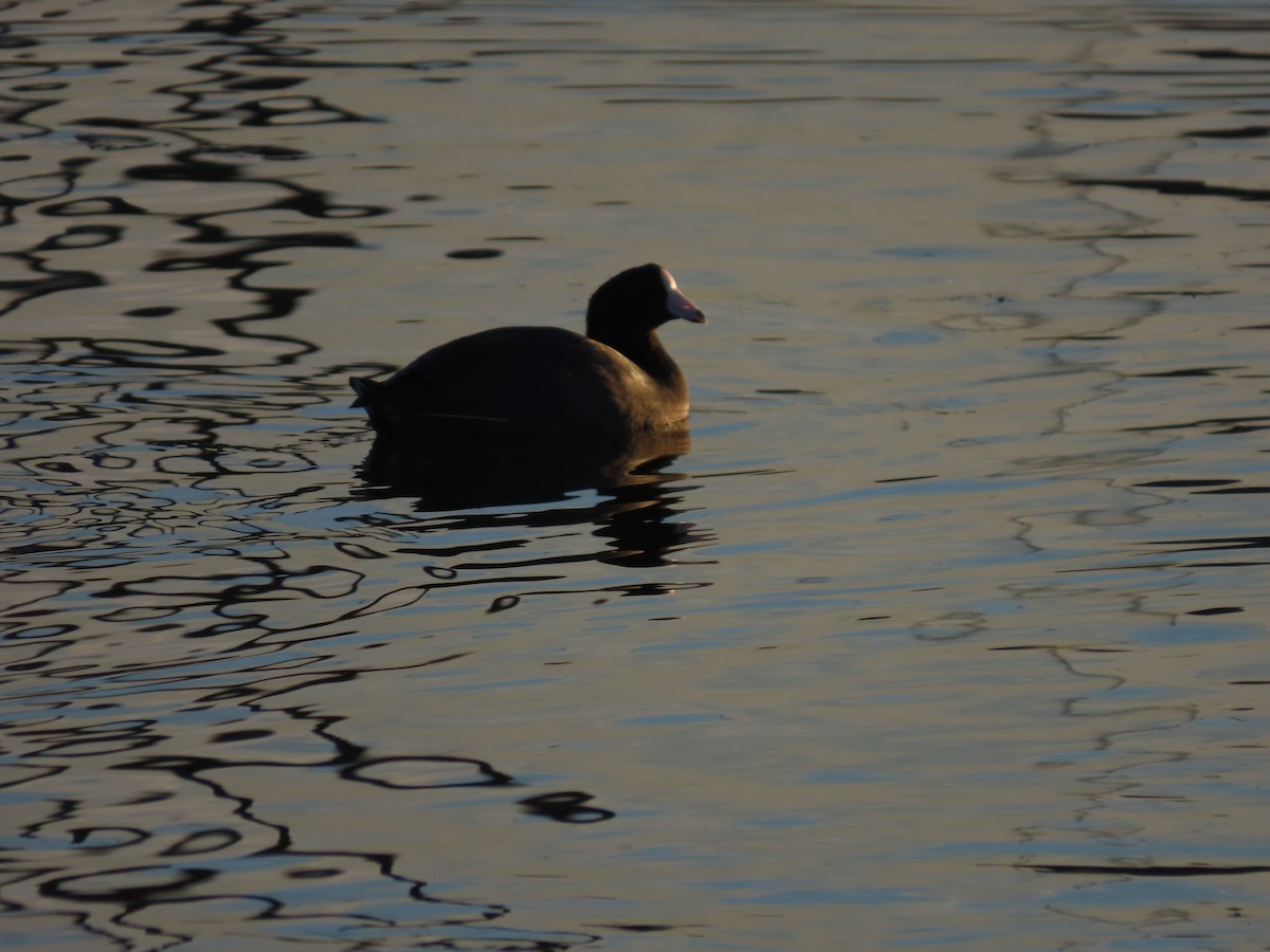 Лиска американська - ML645927528