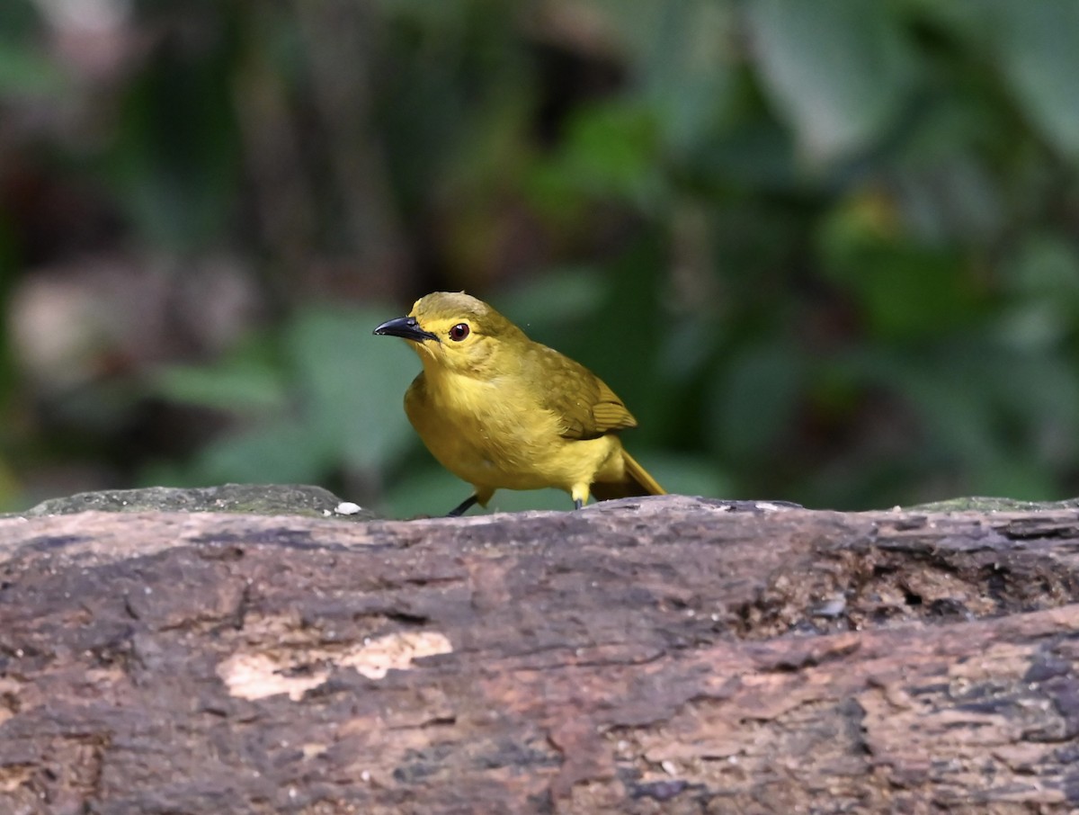 Yellow-browed Bulbul - ML645927530
