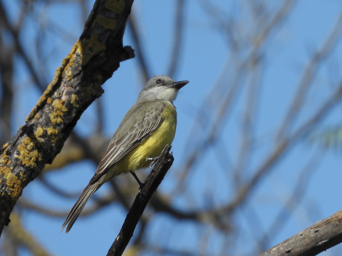 Тиран тропічний - ML645927536