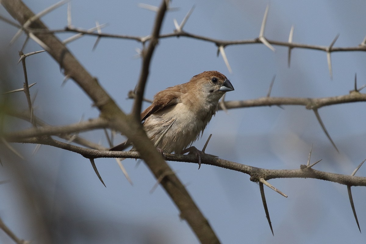 כסוף-מקור הודי - ML645927537