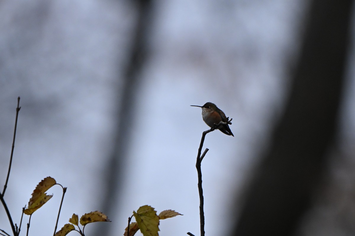Rufous Hummingbird - ML645927538
