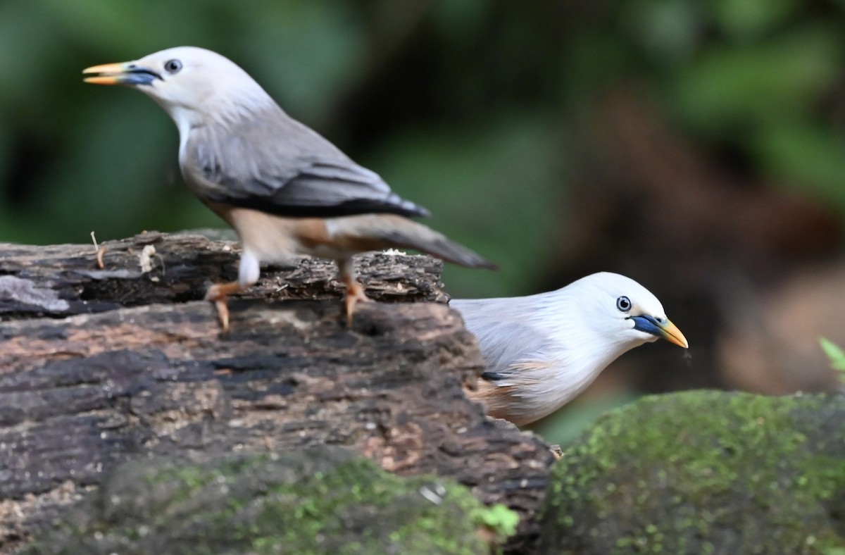 Malabar Starling - ML645927544
