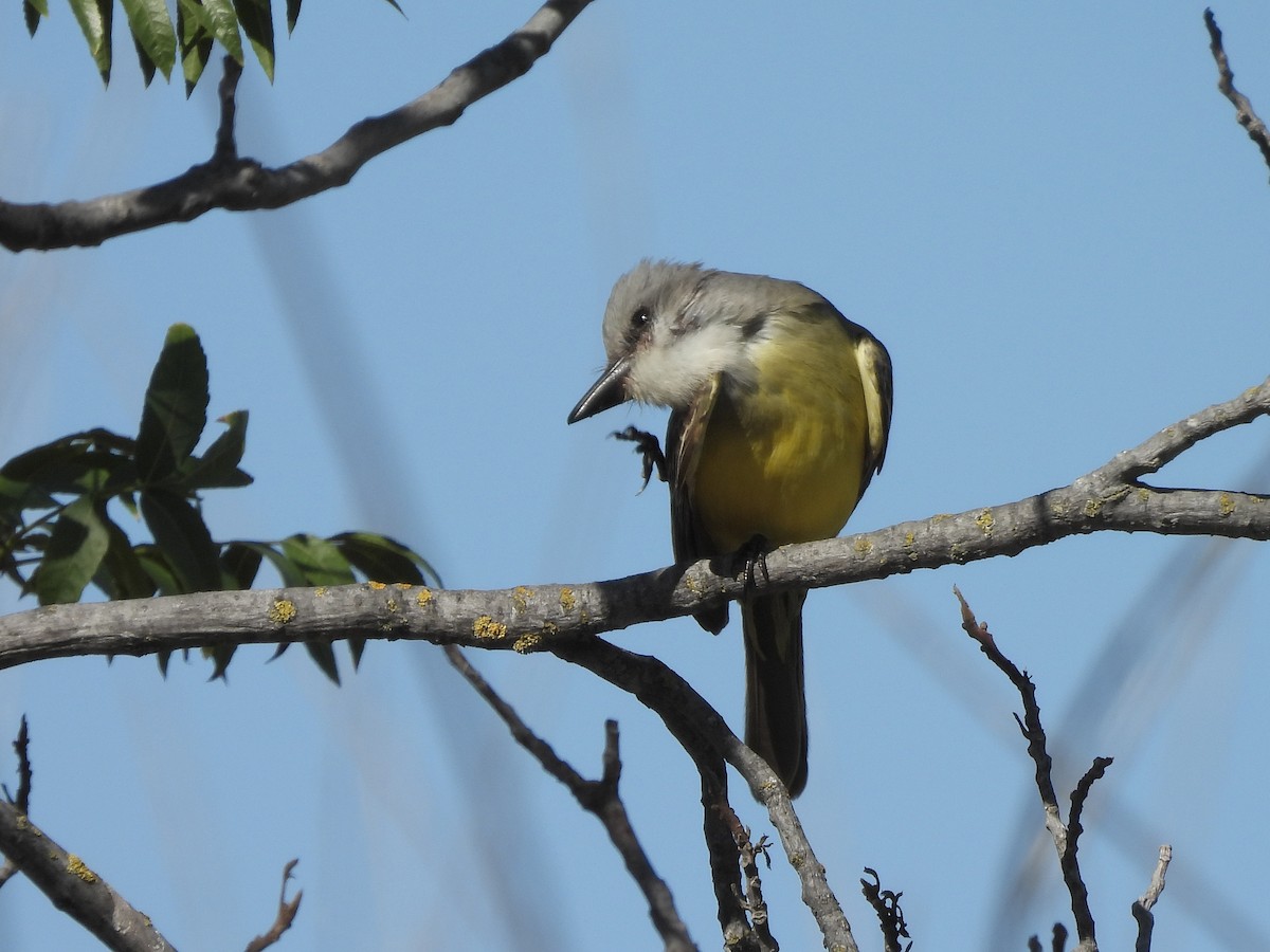 Тиран тропічний - ML645927548