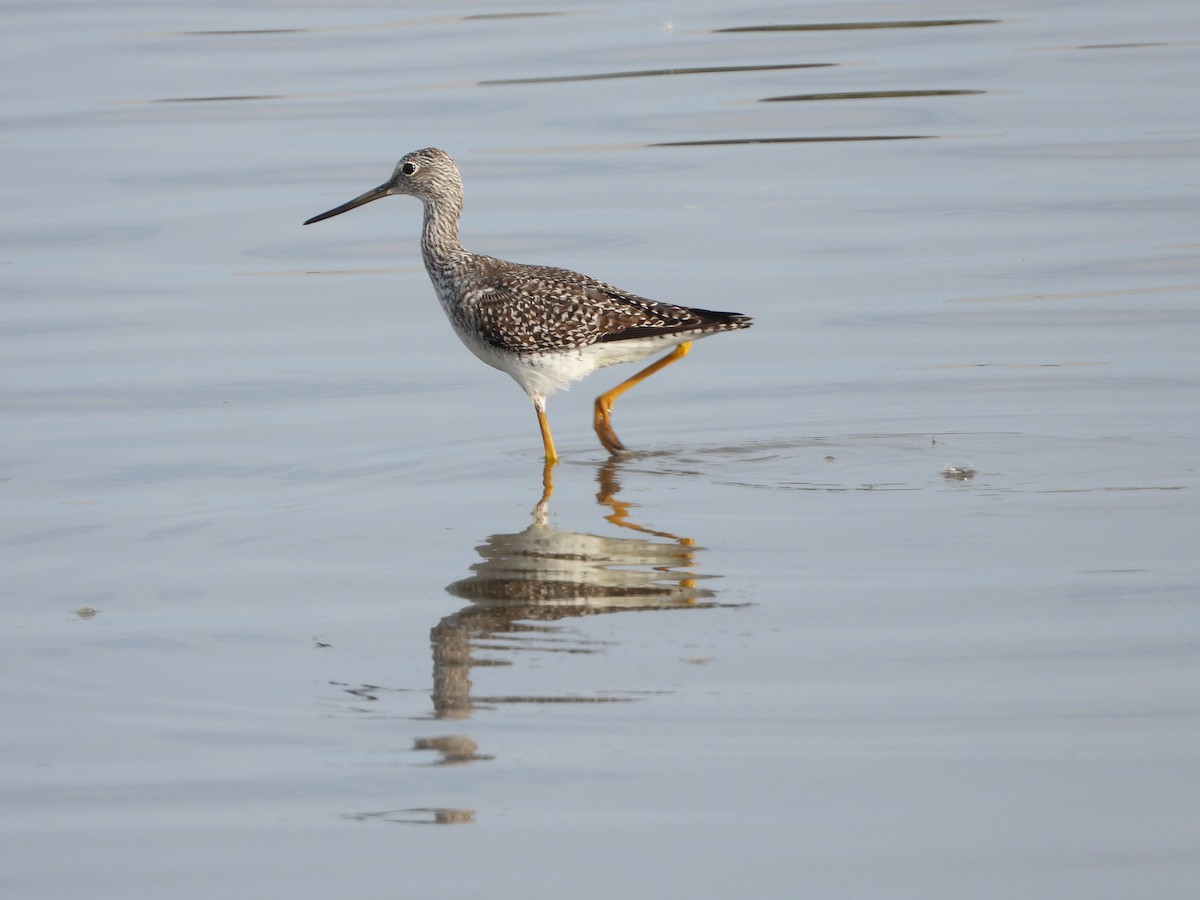 Greater Yellowlegs - ML645927550