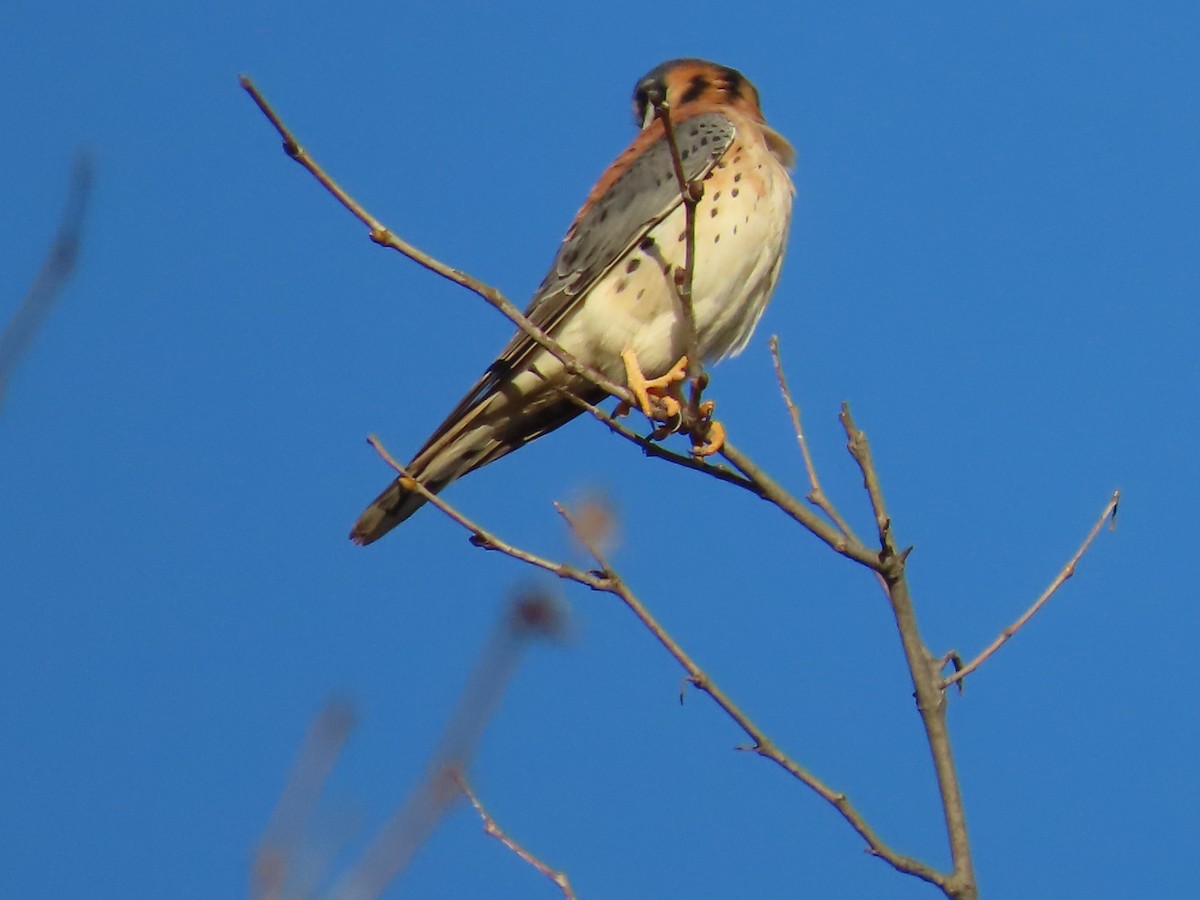בז אמריקני - ML645927551