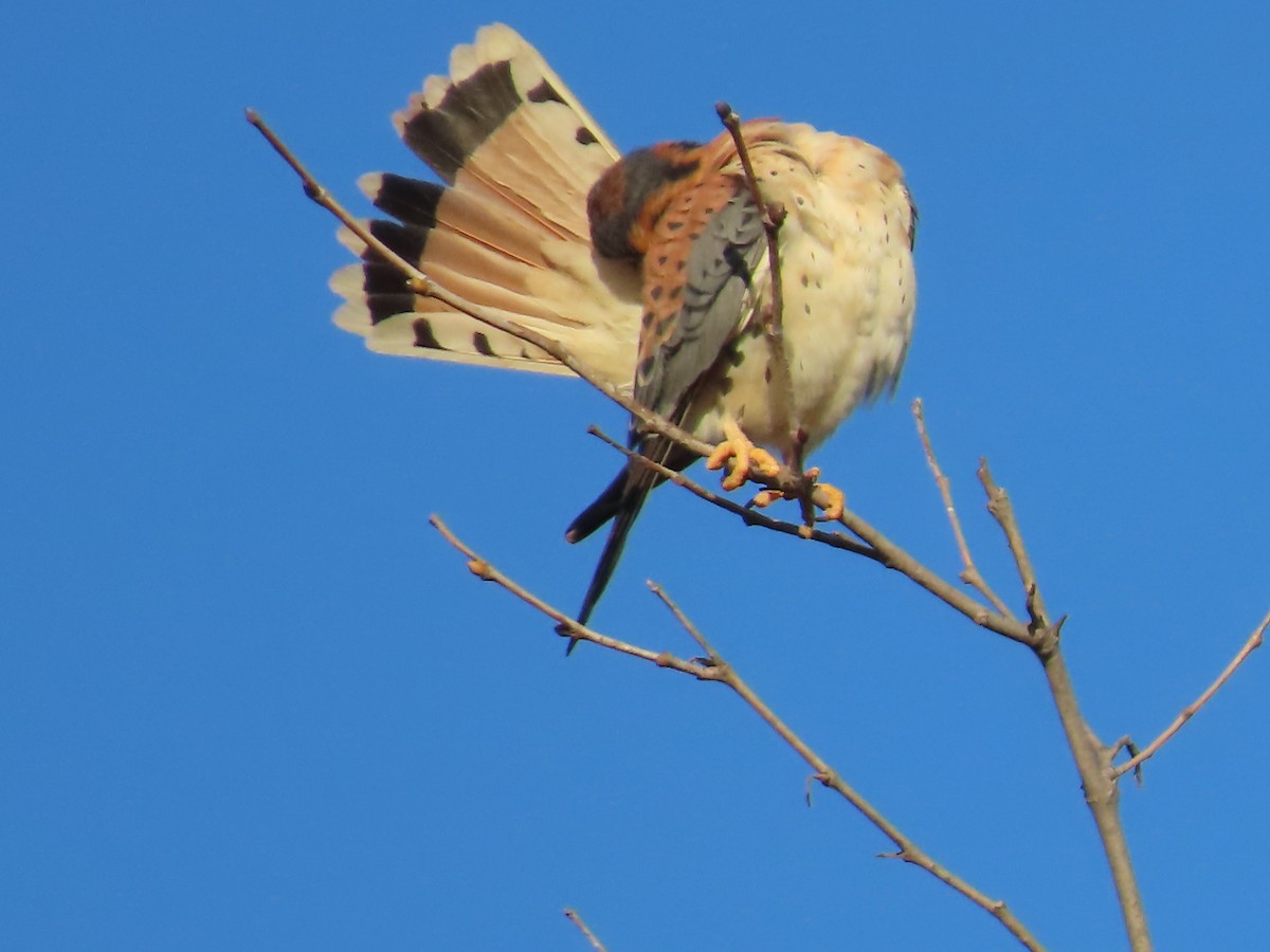בז אמריקני - ML645927552