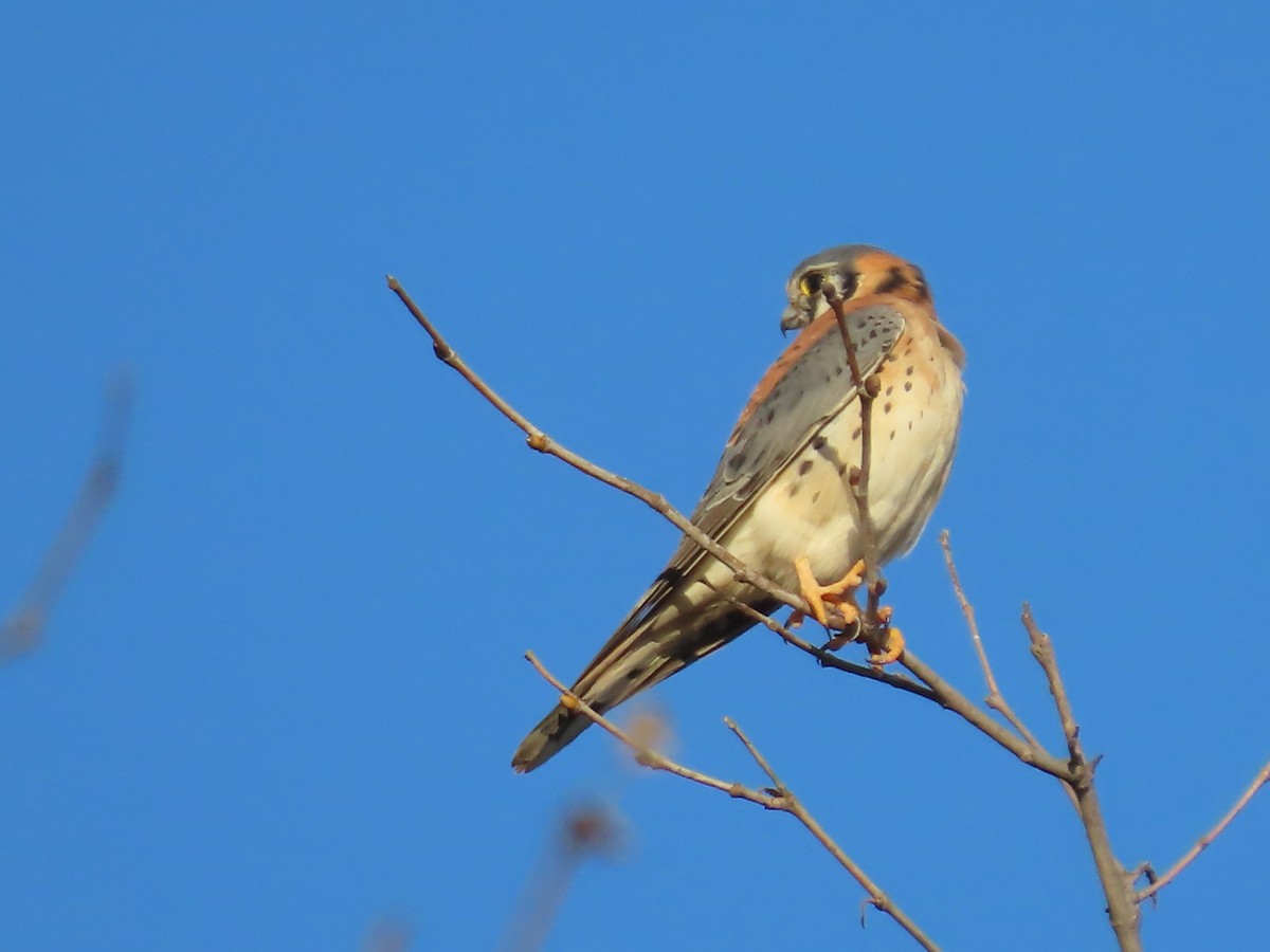 בז אמריקני - ML645927553