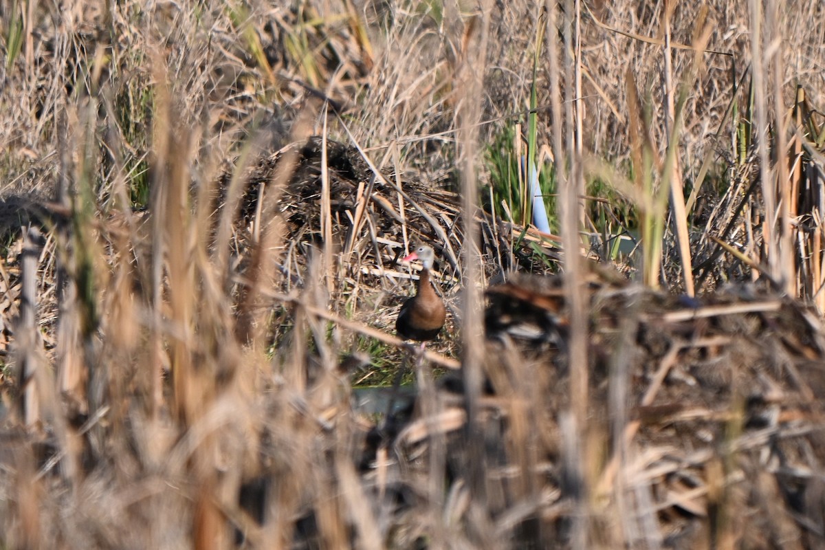 Black-bellied Whistling-Duck - ML645927556