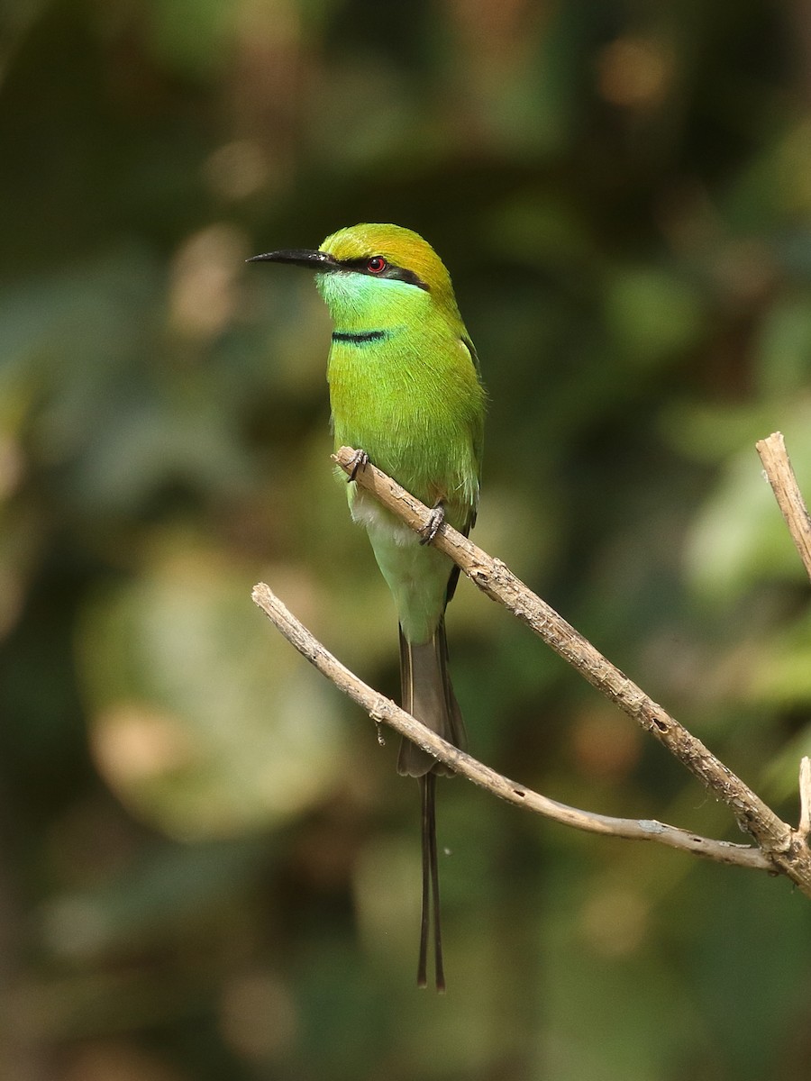 שרקרק חום כיפה - ML645927560