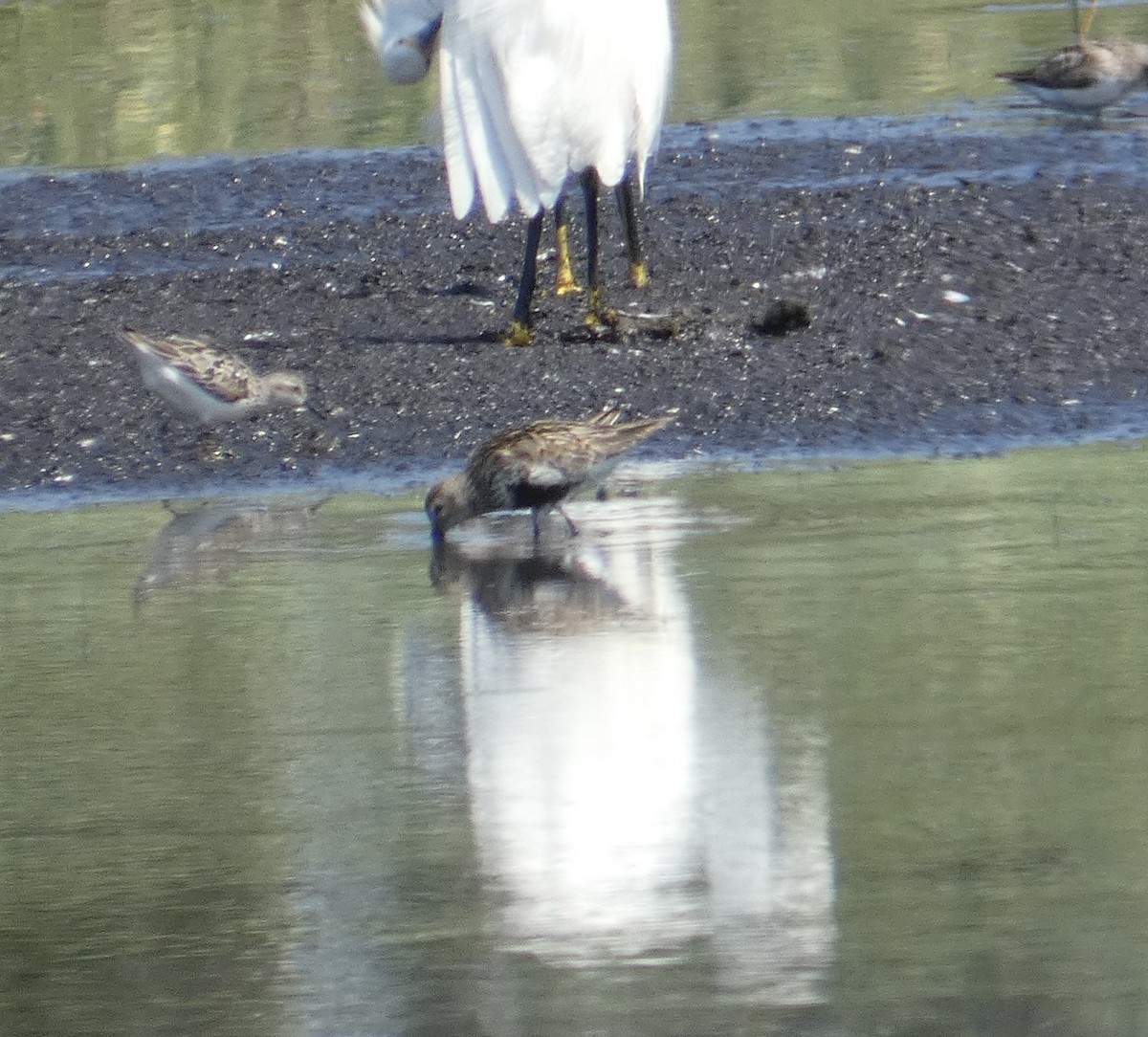 Dunlin - ML645927572