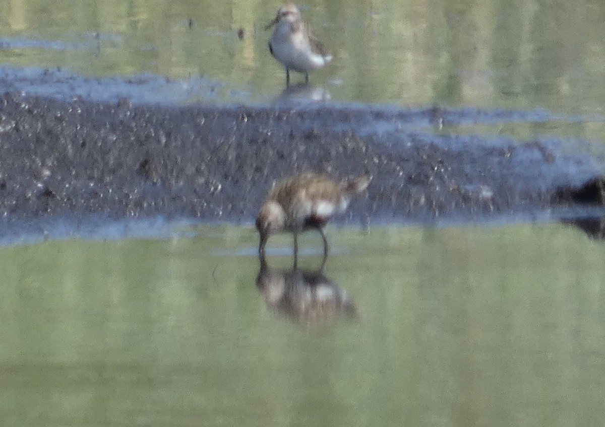 Dunlin - ML645927573