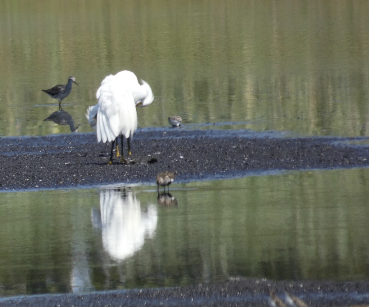 Dunlin - ML645927574