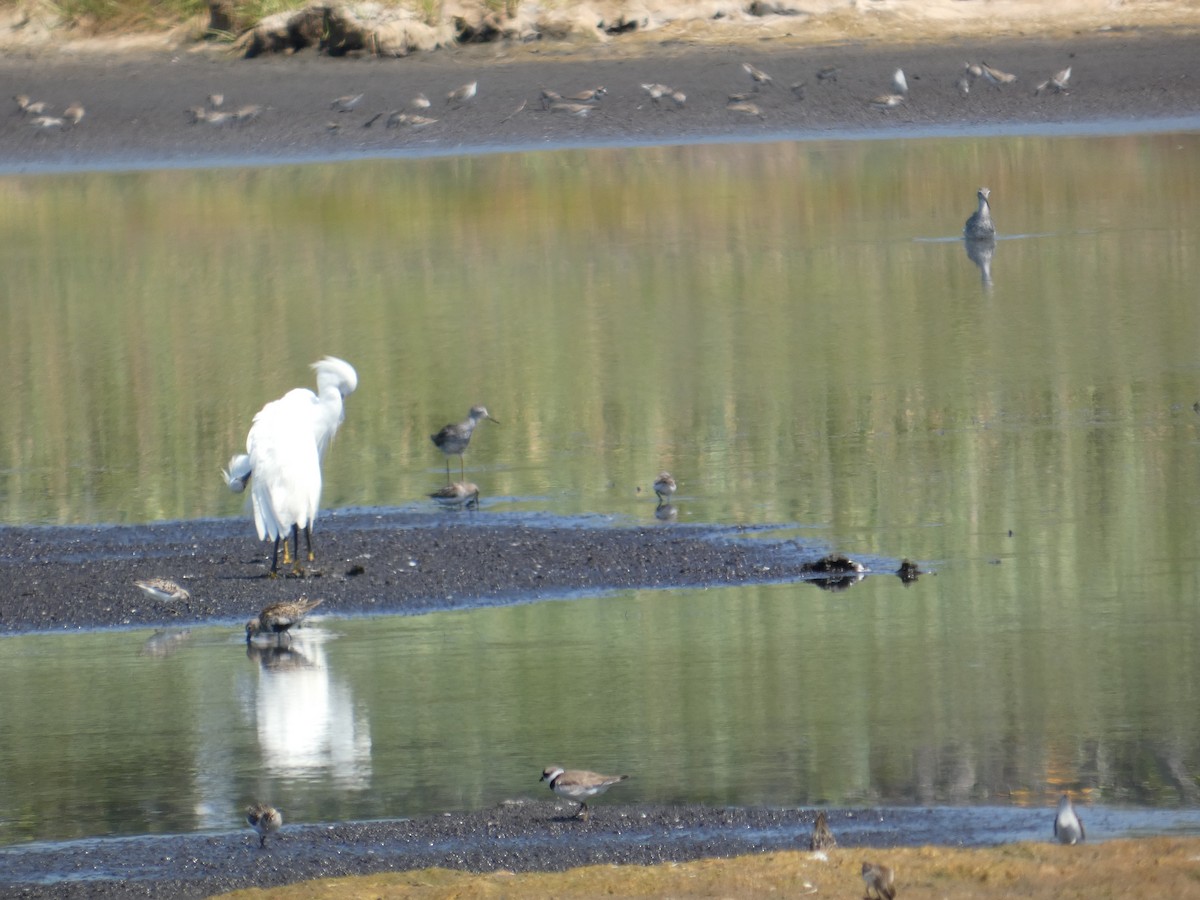Dunlin - ML645927575