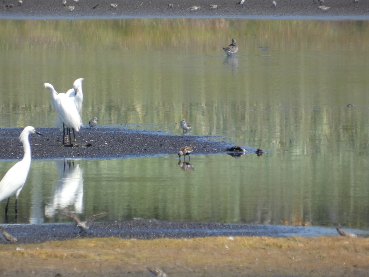 Dunlin - ML645927576