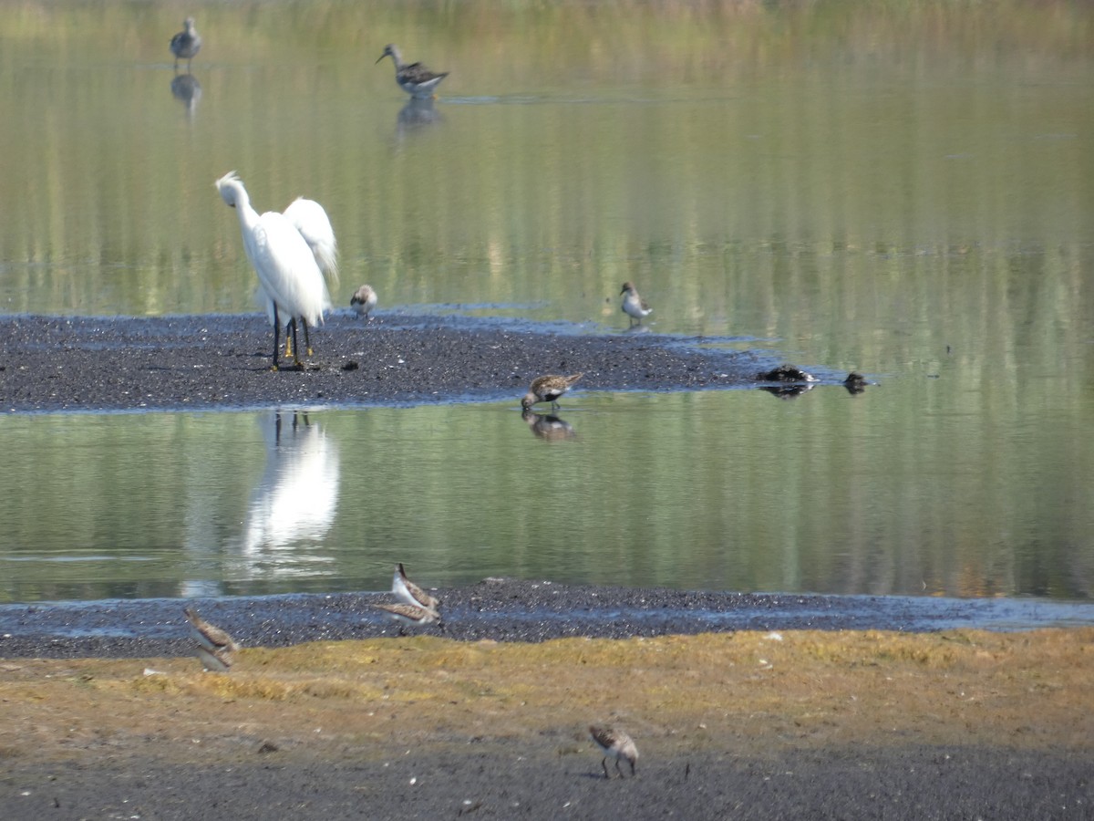 Dunlin - ML645927577