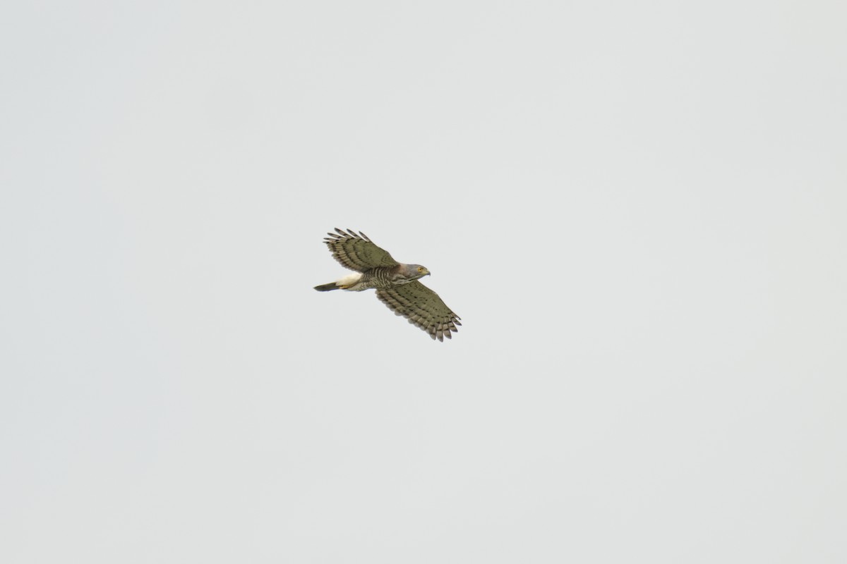 Crested Goshawk - ML645927579
