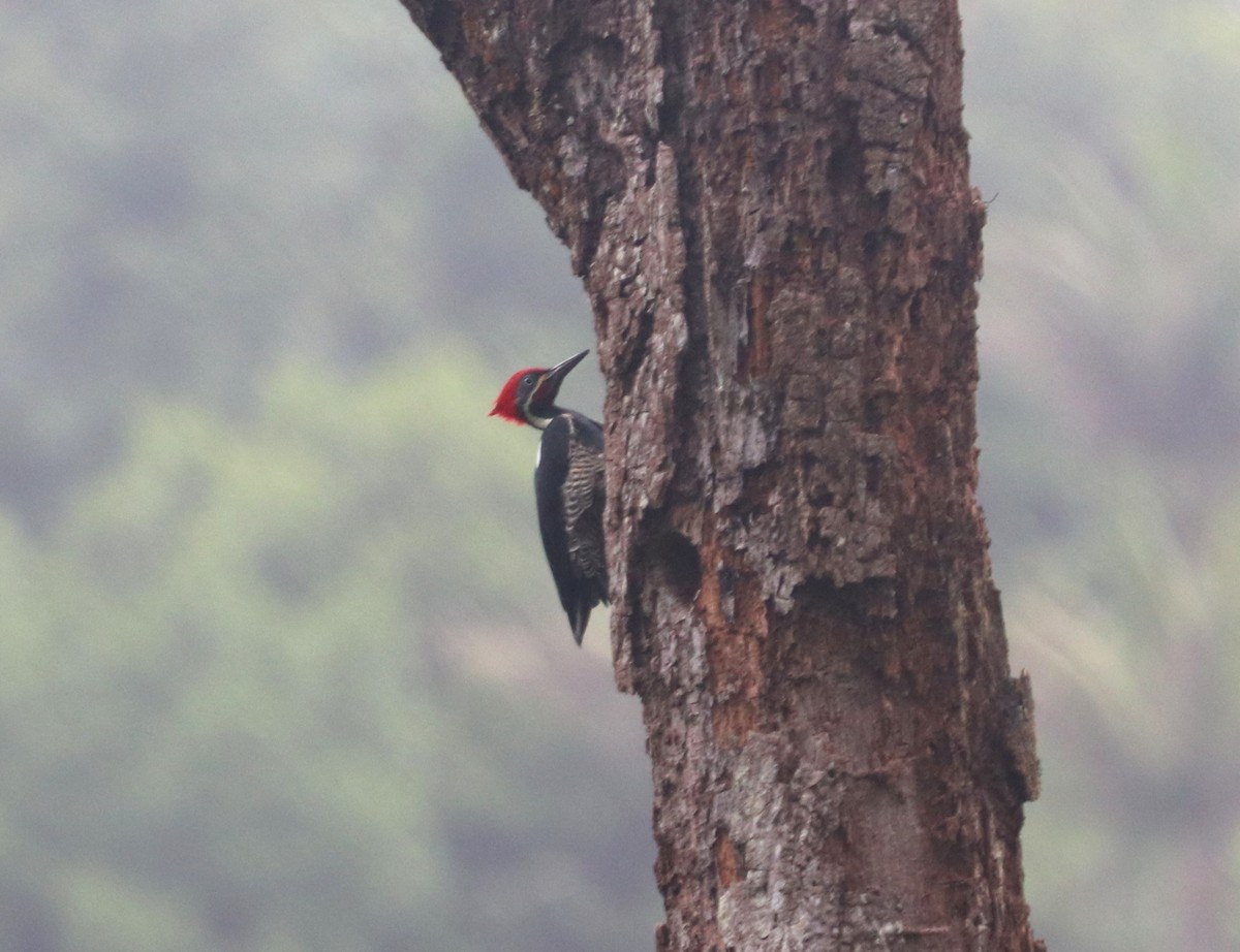 Lineated Woodpecker - ML645927580