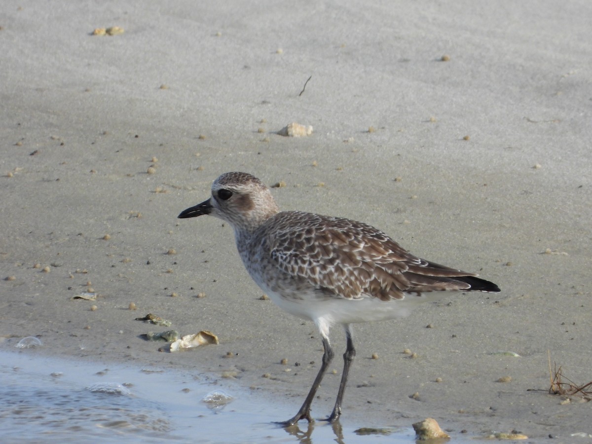 Black-bellied Plover - ML645927581