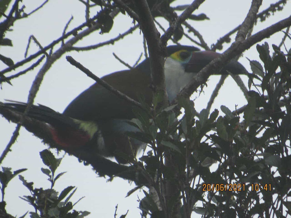 Андигена білощока - ML645927582