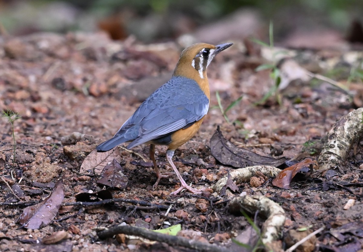 Orange-headed Thrush - ML645927583