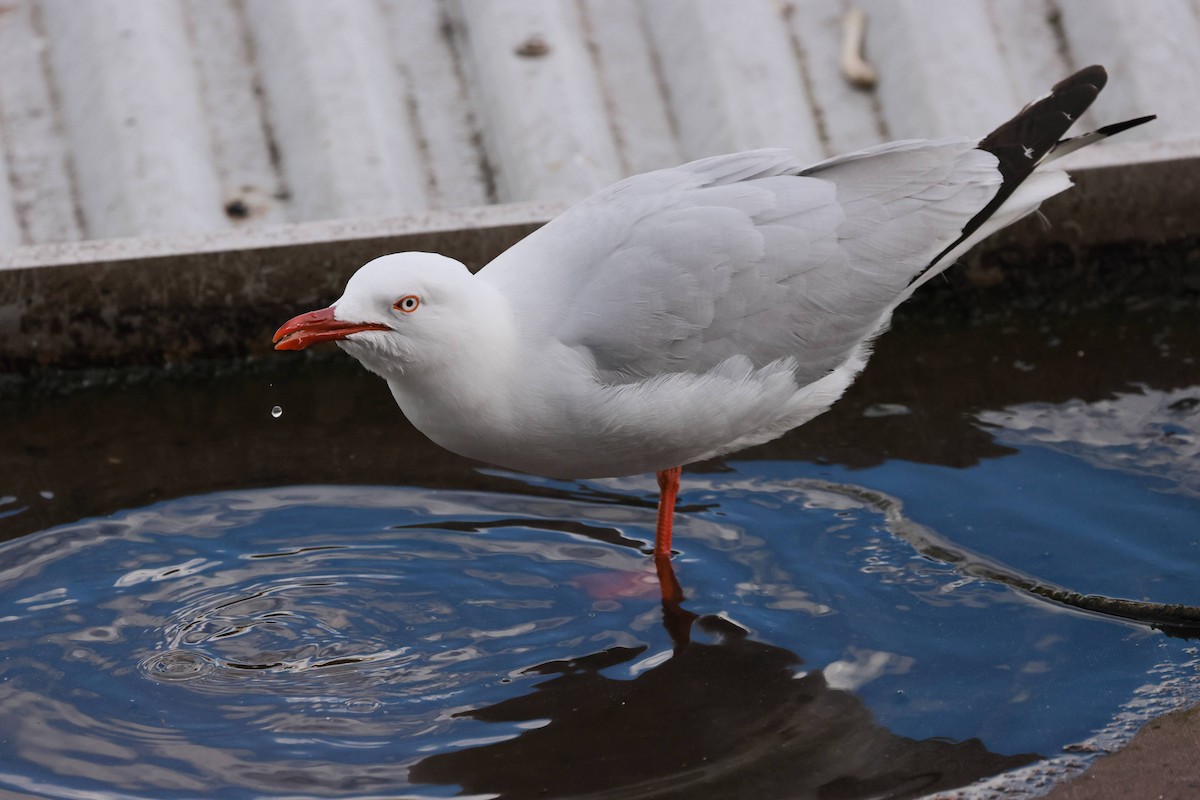 racek australský - ML645927585