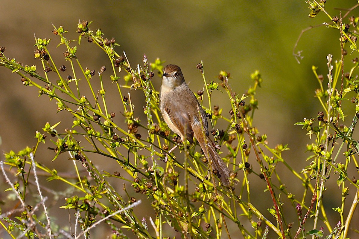 Ashy Prinia - ML645927596