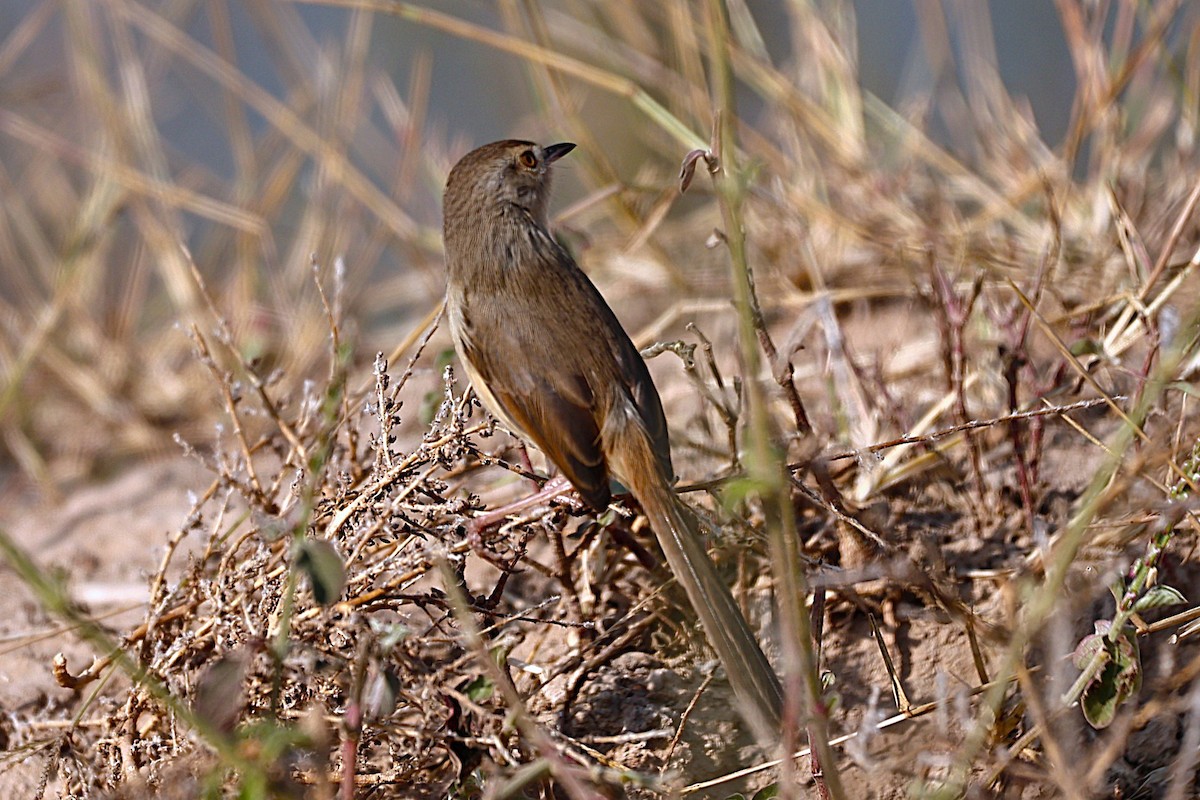 Ashy Prinia - ML645927597