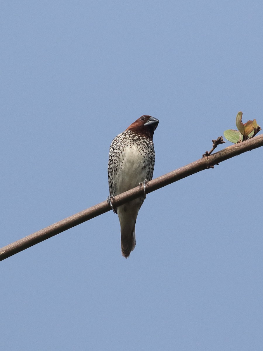 מוניה מפוספסת-חזה - ML645927604