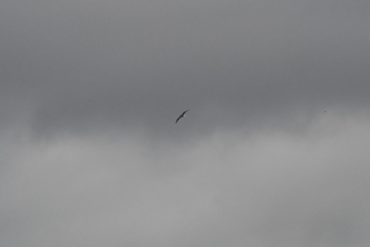 Lesser Black-backed Gull - ML645927605