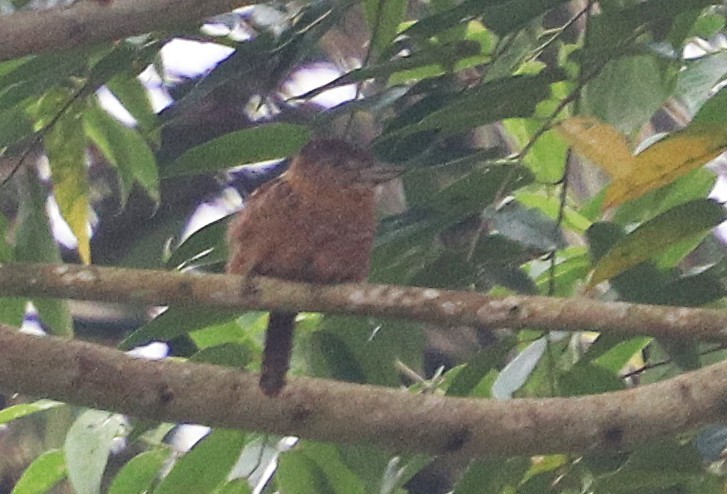 Barred Puffbird - ML645927606