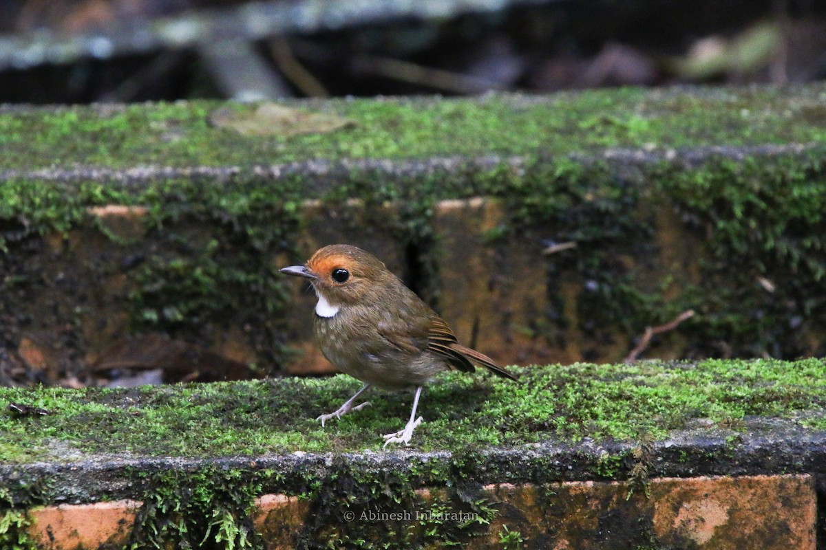 Gobemouche à face rousse - ML645927610