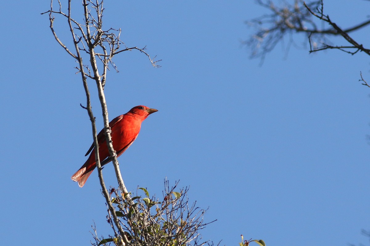 piranga ohnivá - ML645927611