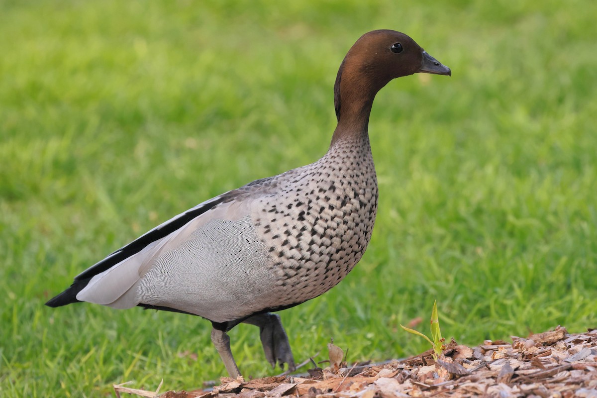 kachnička hřívnatá - ML645927613