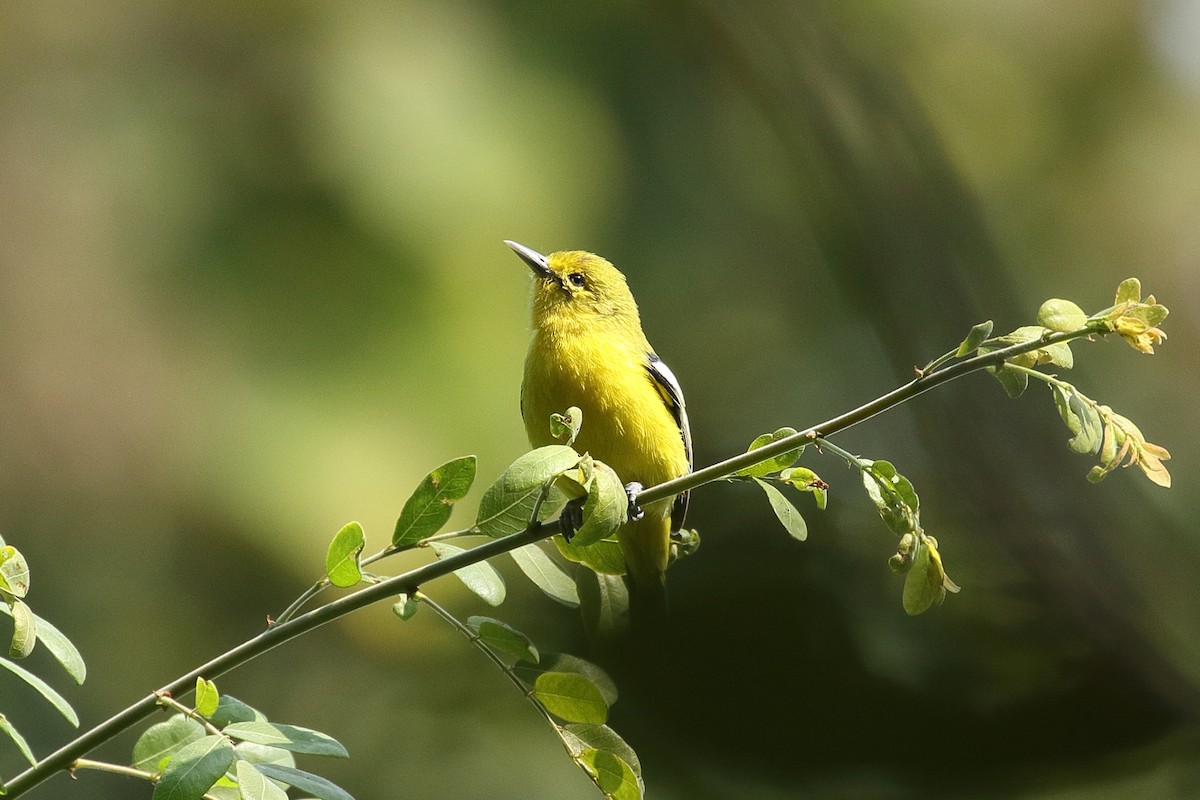 Common Iora - ML645927619