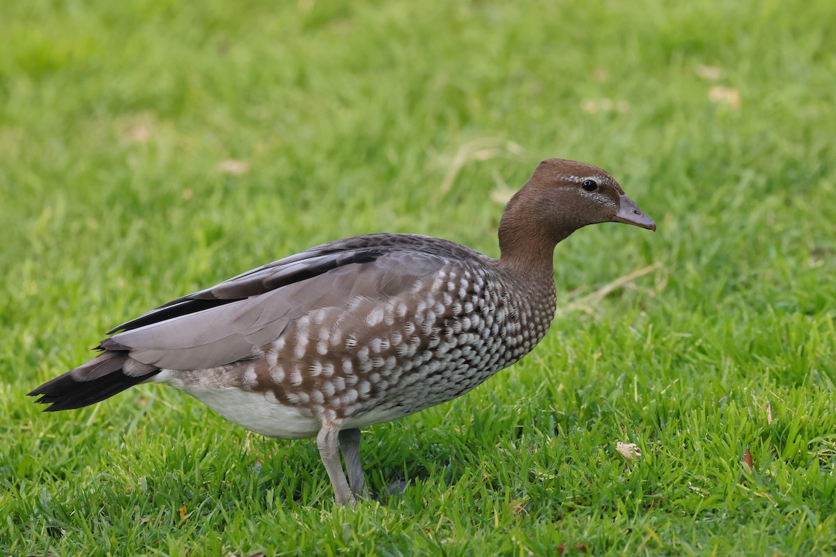 kachnička hřívnatá - ML645927621