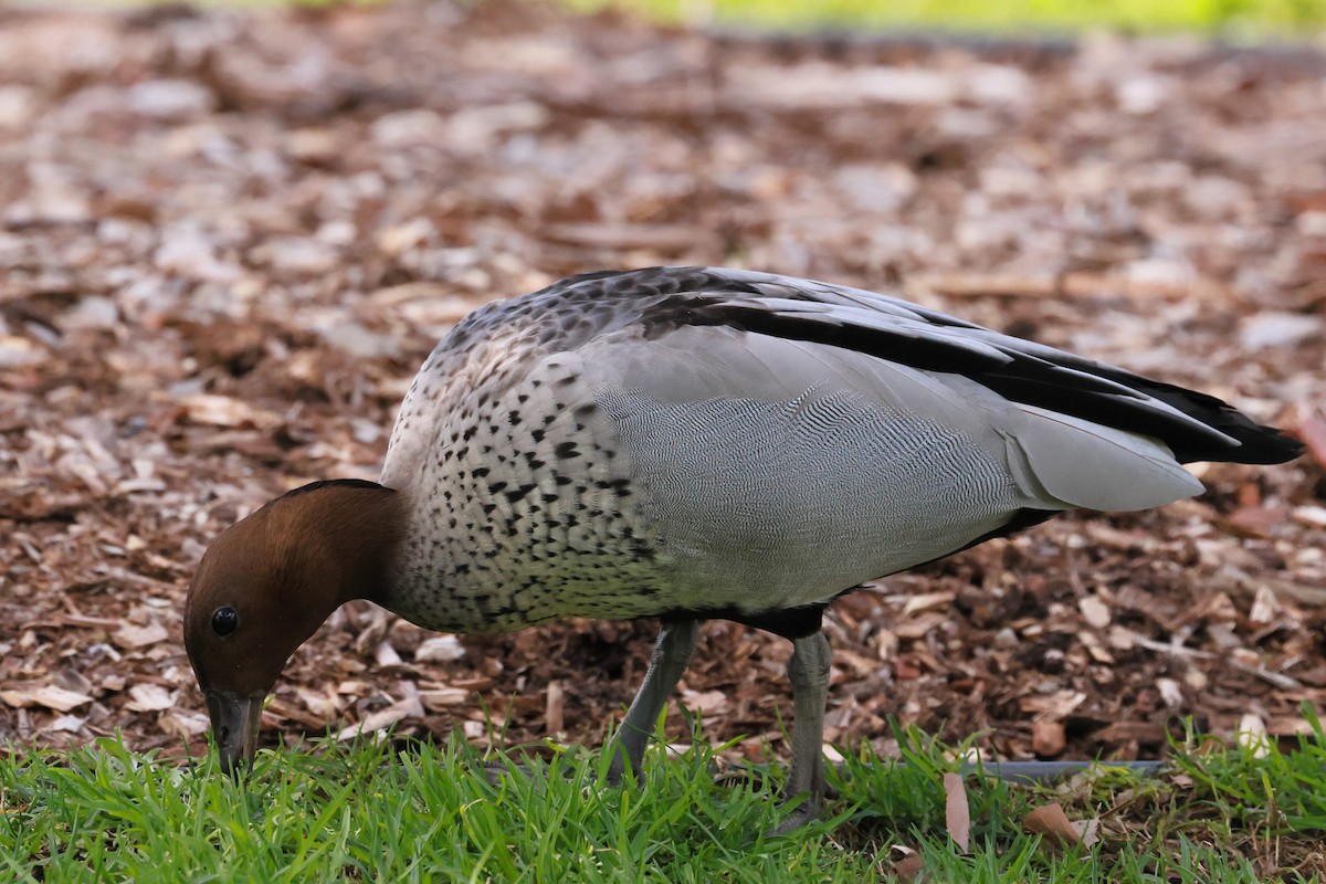 kachnička hřívnatá - ML645927644